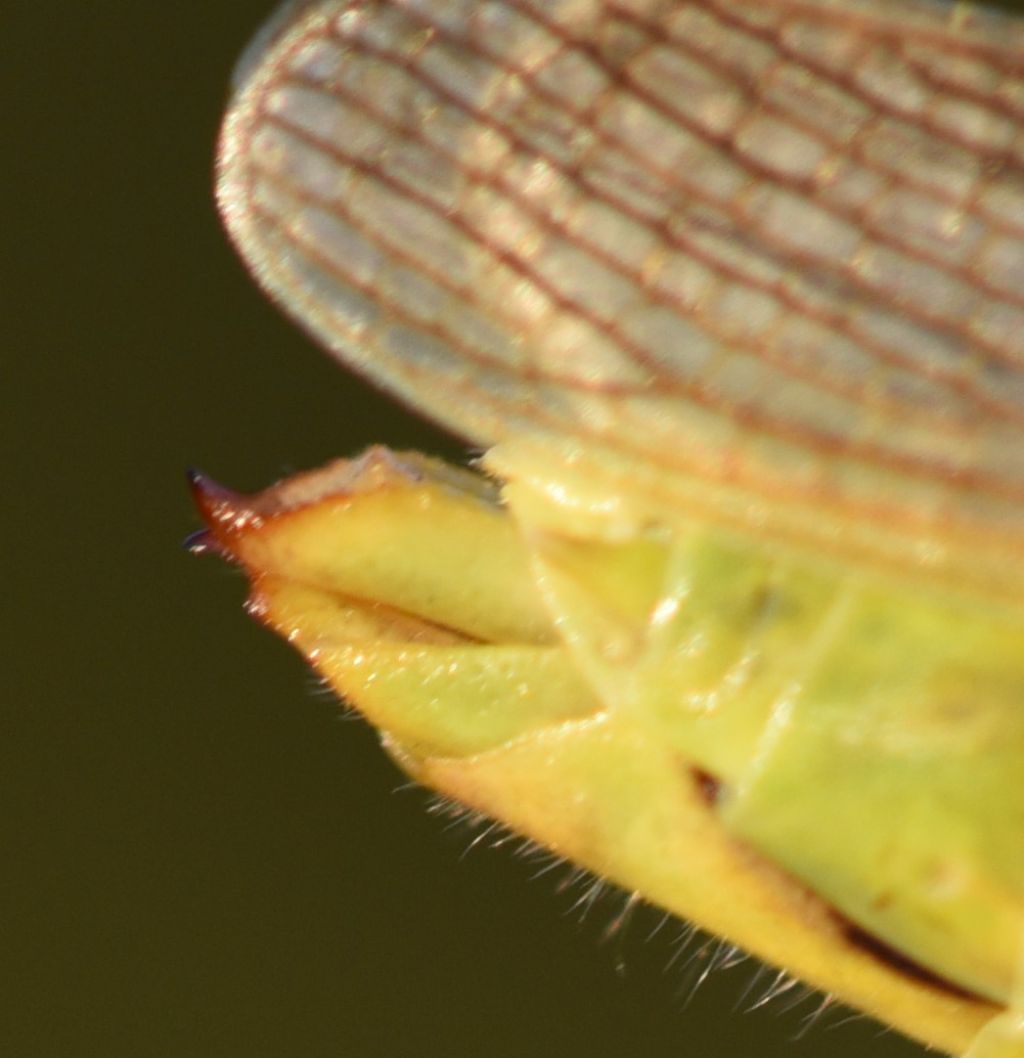 Mecostethus parapleurus