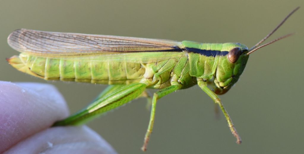 Mecostethus parapleurus