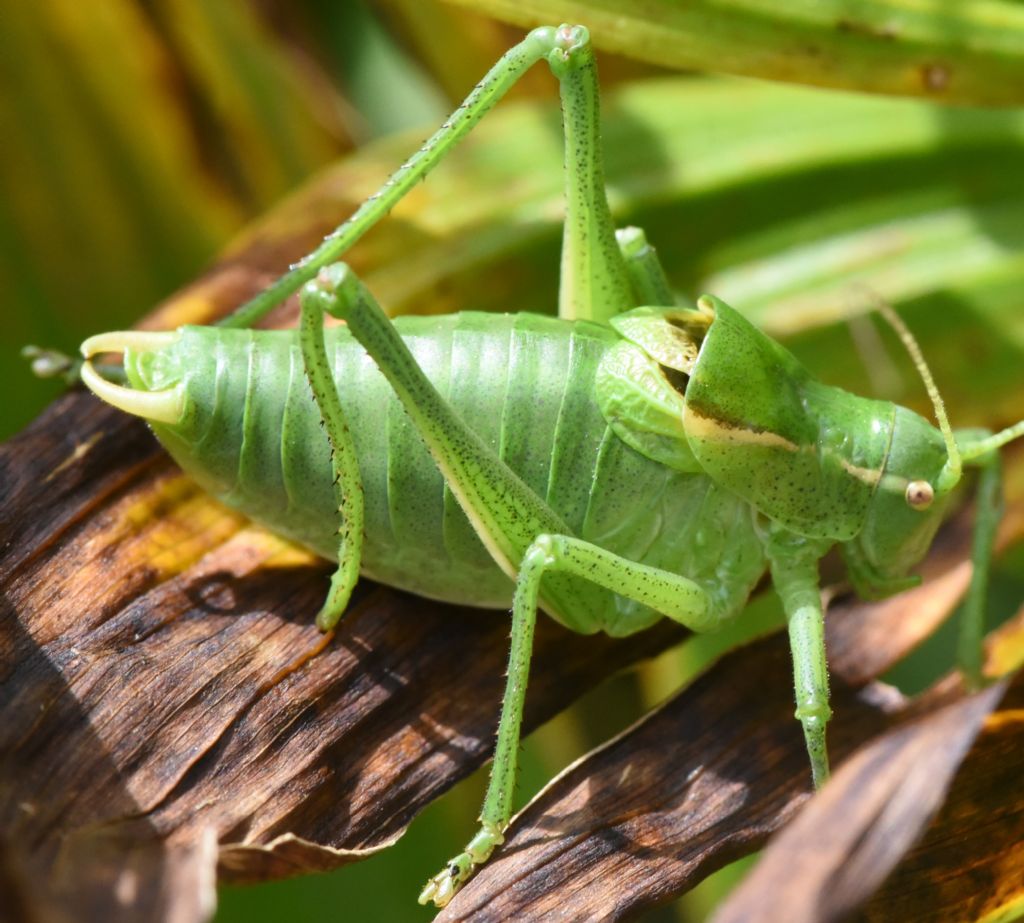 Isophya modestior? No, Poecilimon ornatus