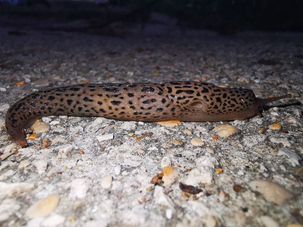 Limax maximus?