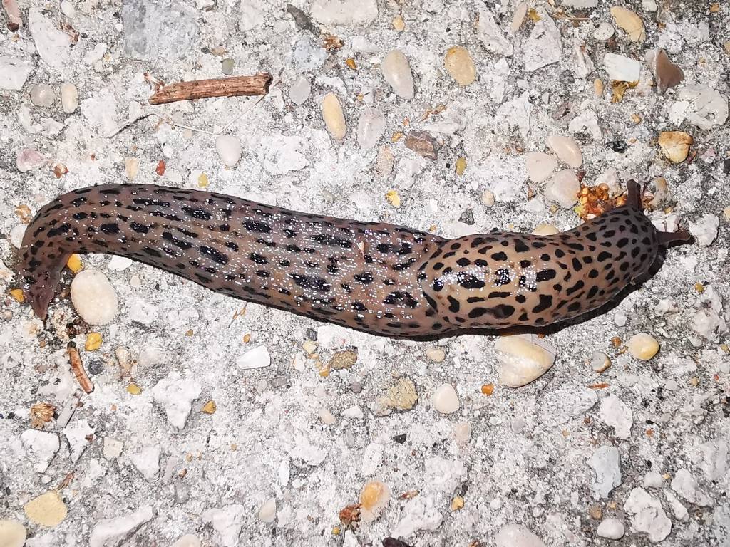 Limax maximus?