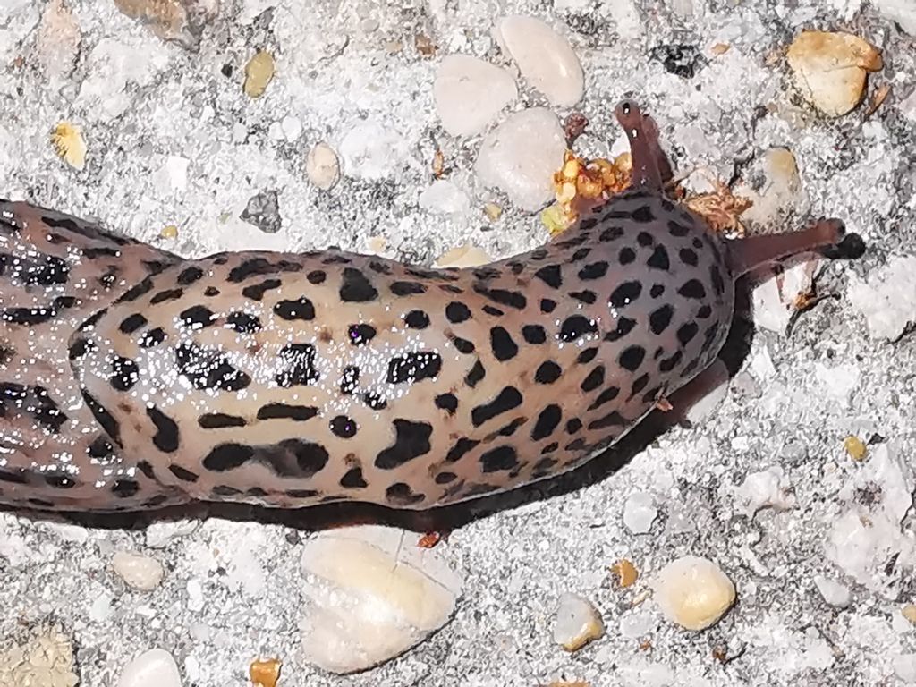 Limax maximus?
