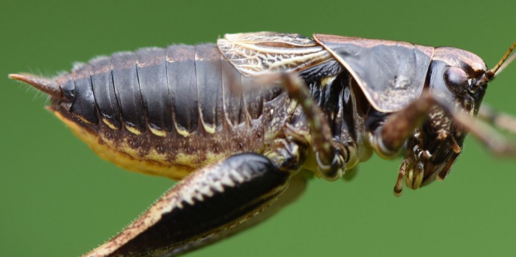 Pholidoptera griseoaptera?  Sì !