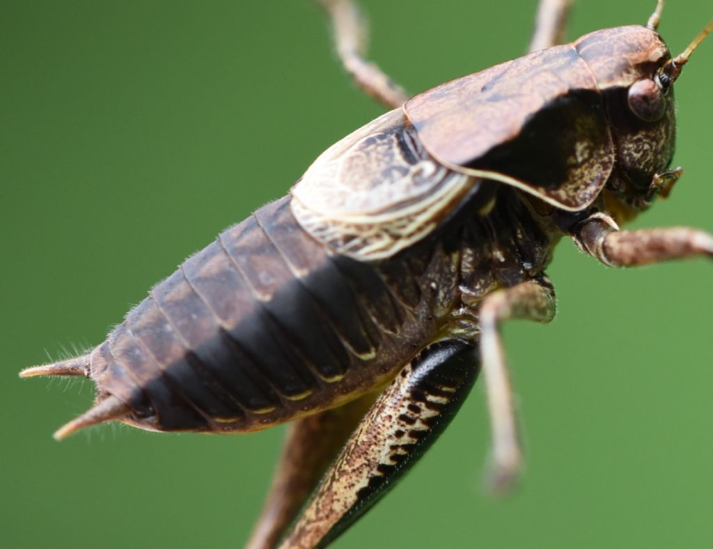 Pholidoptera griseoaptera?  Sì !