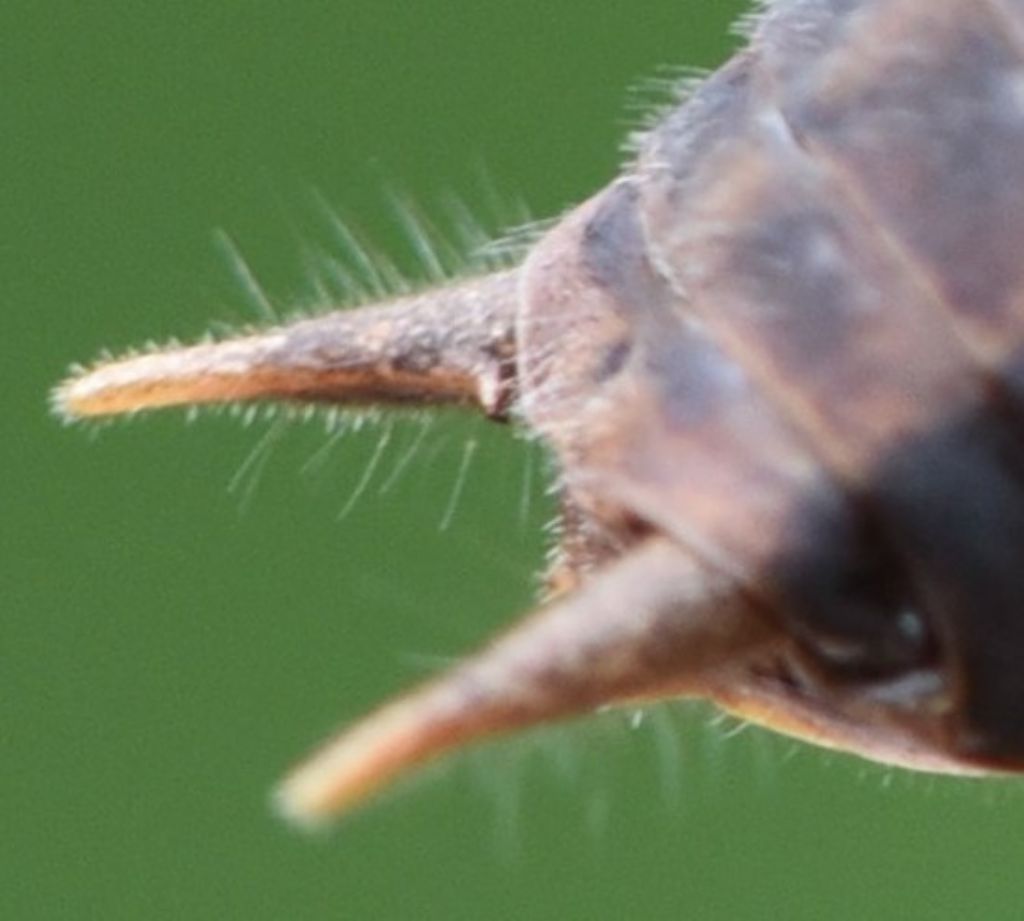 Pholidoptera griseoaptera?  Sì !