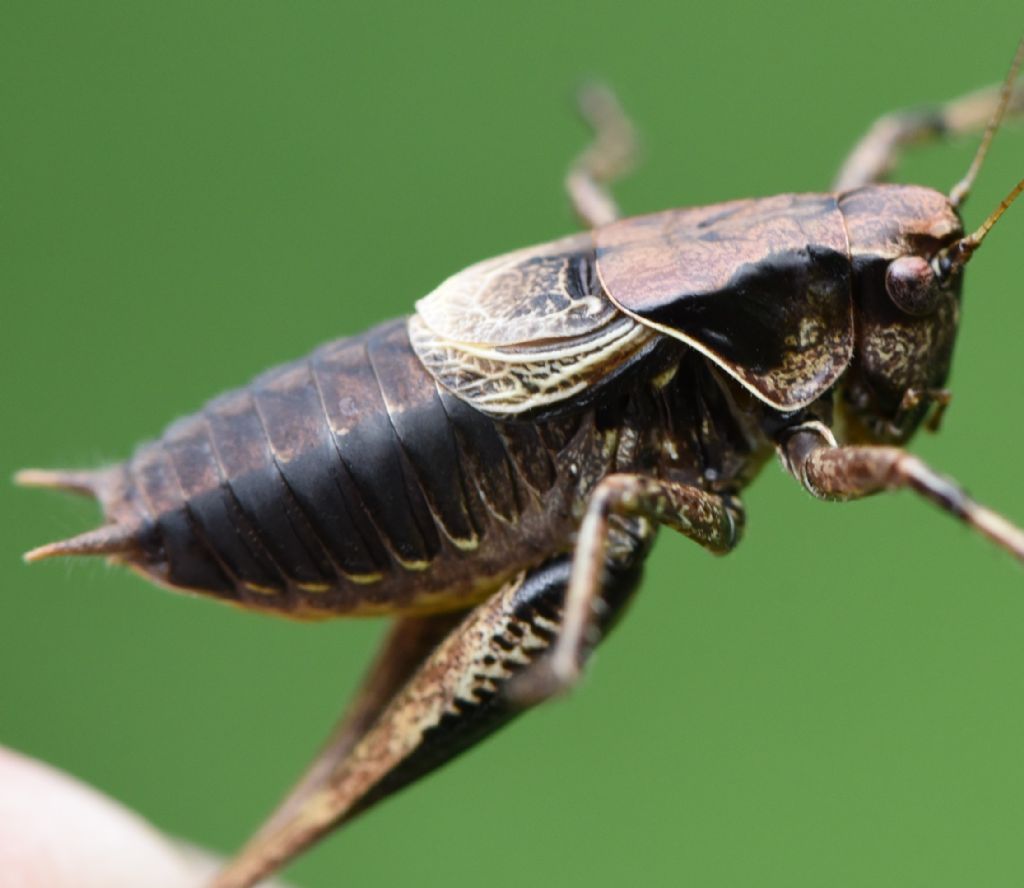 Pholidoptera griseoaptera?  Sì !