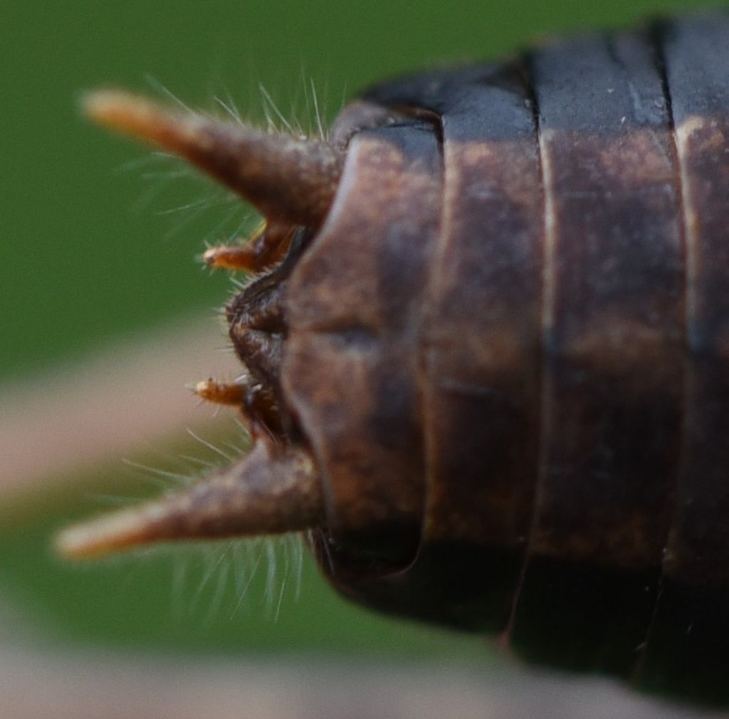 Pholidoptera griseoaptera?  Sì !