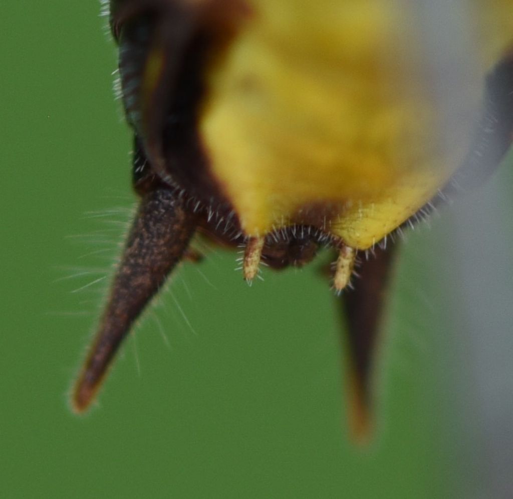 Pholidoptera griseoaptera?  Sì !