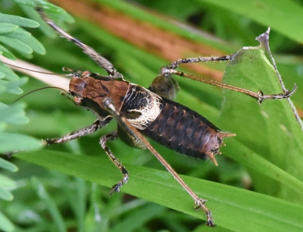 Pholidoptera griseoaptera?  S !