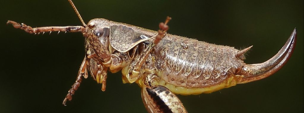 Pholidoptera griseoaptera?  Sì !