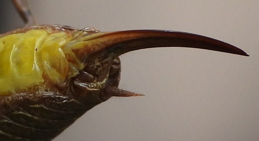 Pholidoptera griseoaptera?  Sì !