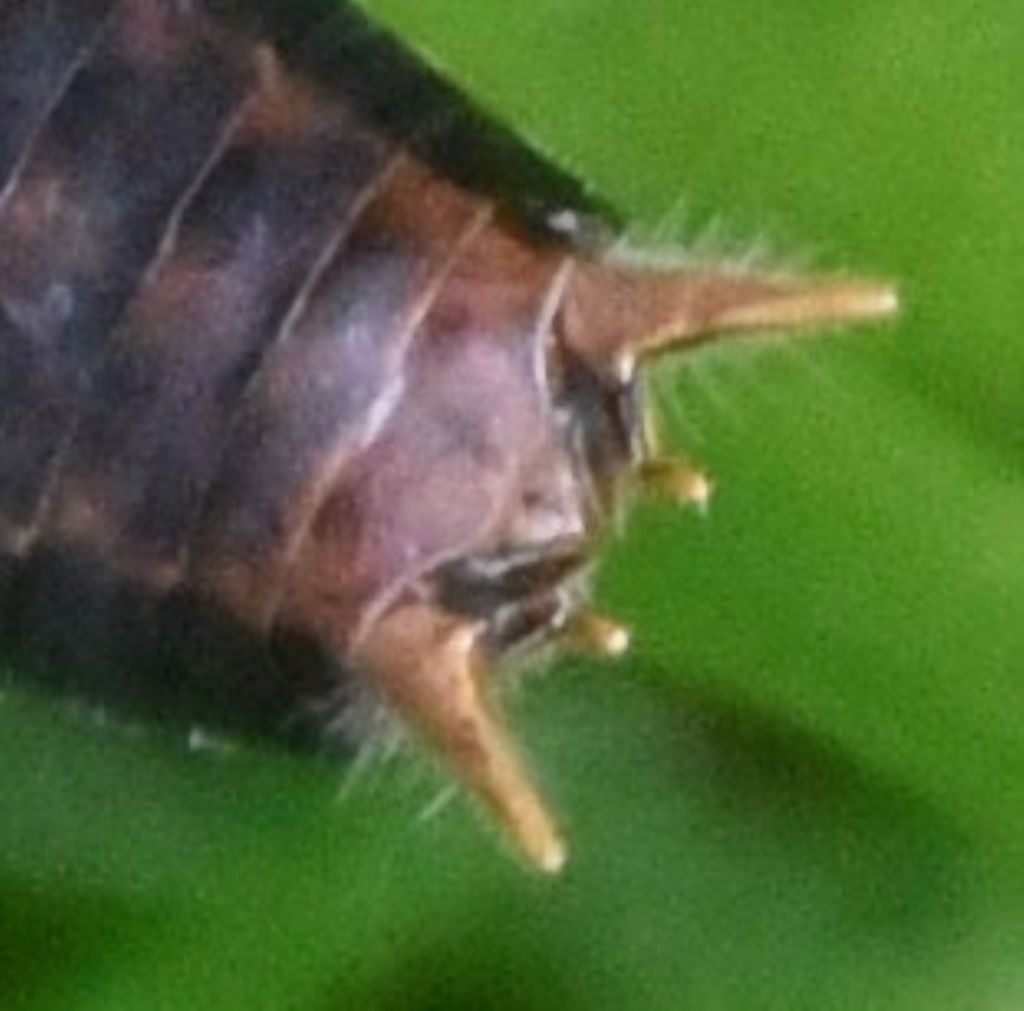 Pholidoptera griseoaptera?  Sì !