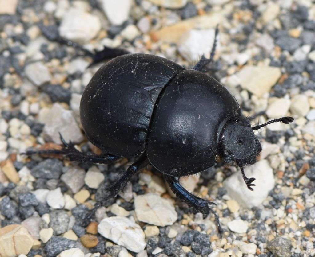 Geotrupidae: Thorectes intermedius (= Jekelius intermedius)