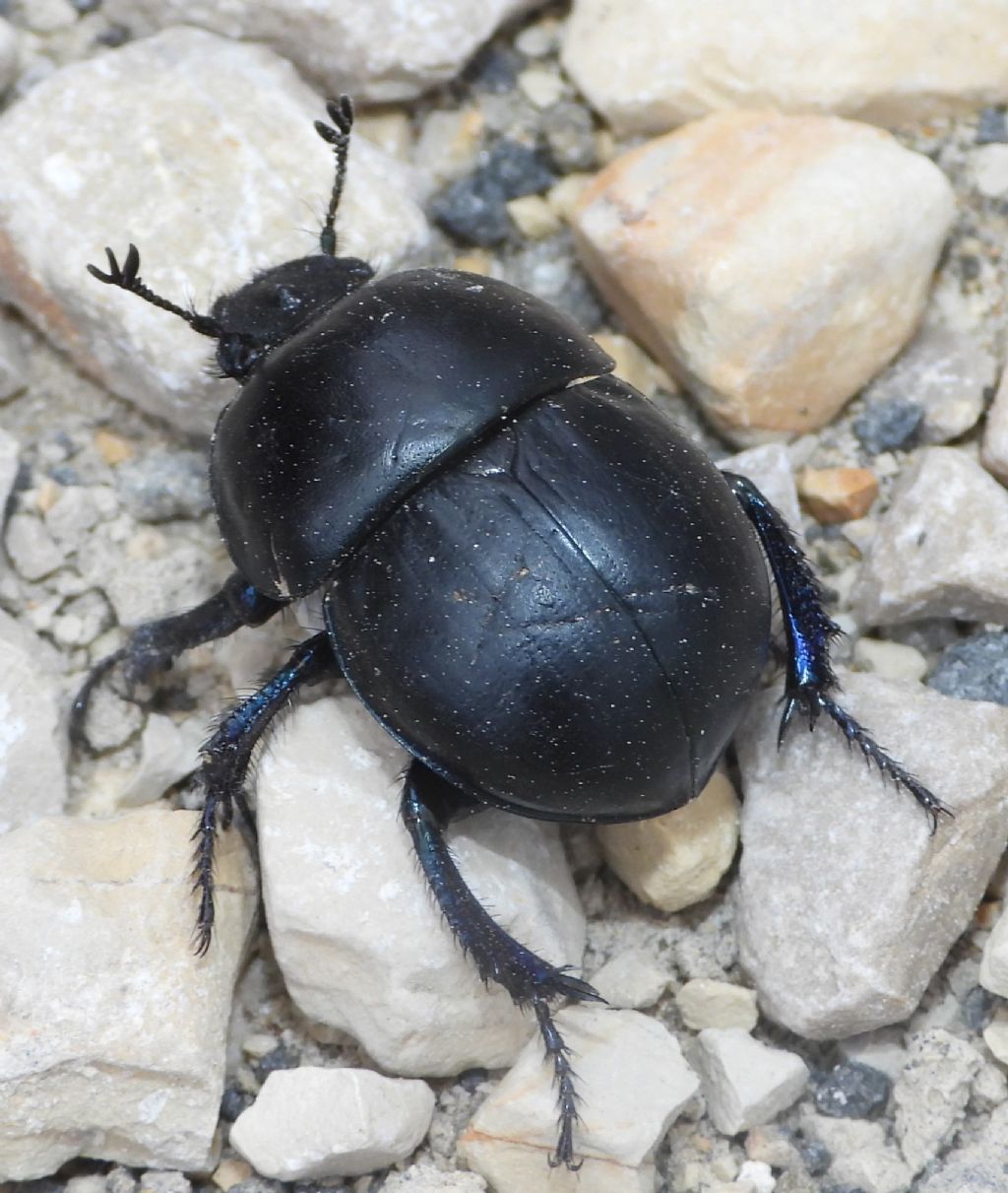 Geotrupidae: Thorectes intermedius (= Jekelius intermedius)