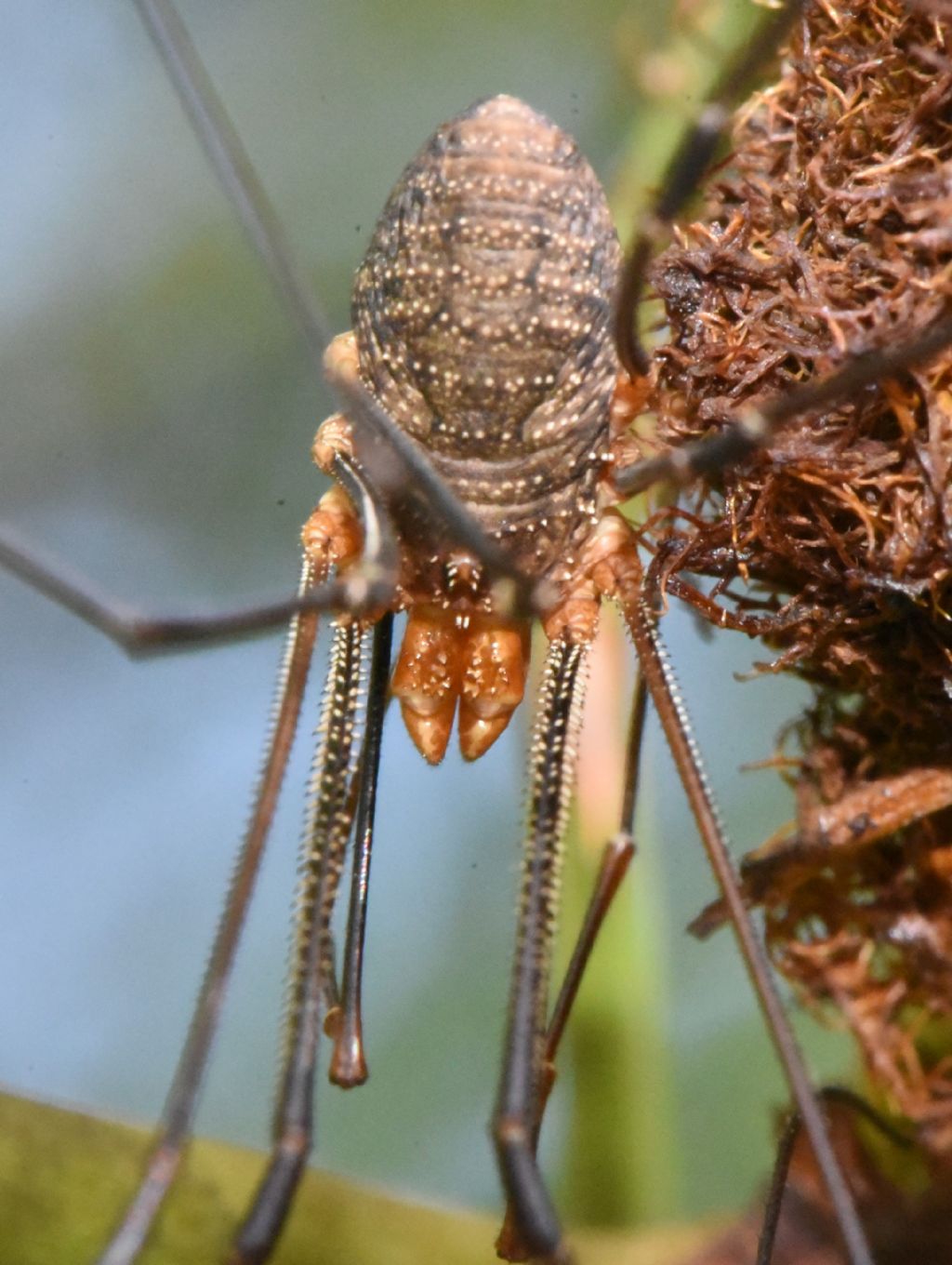 Phalangium opilio (Phalangiidae)