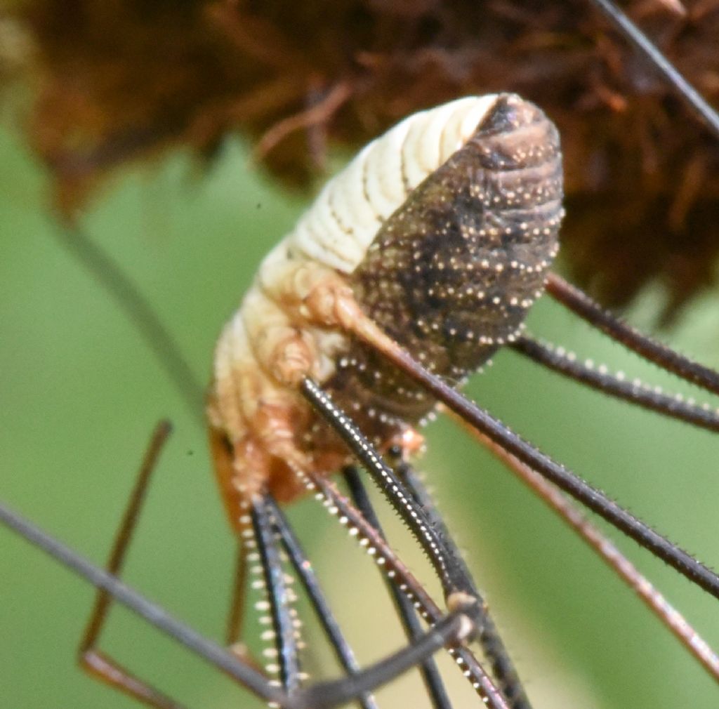 Phalangium opilio (Phalangiidae)