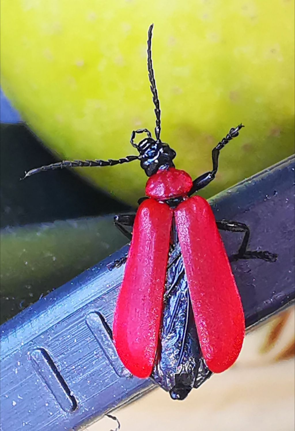 Pyrochroidae: Pyrochroa coccinea