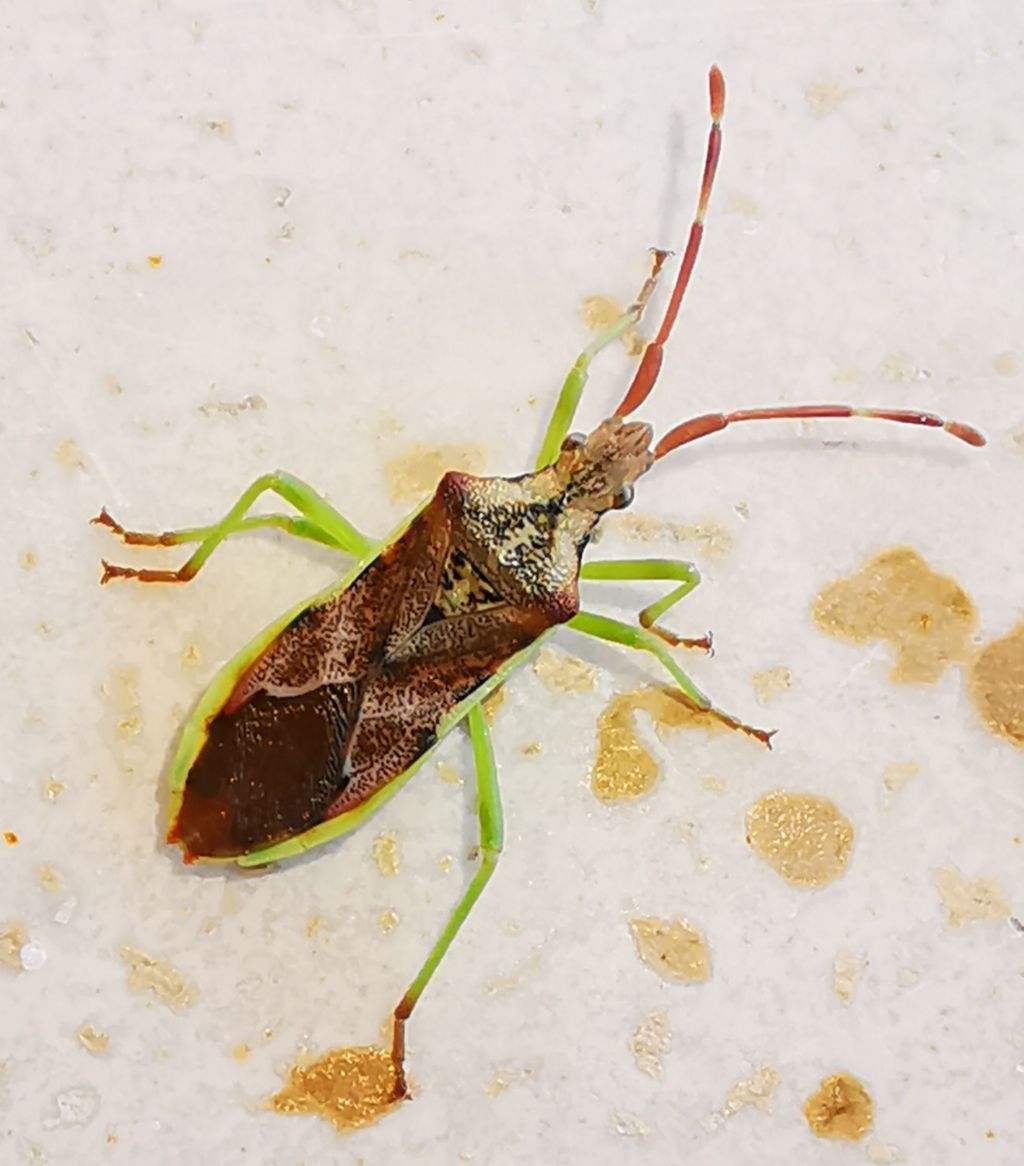 Coreidae: Gonocerus juniperi