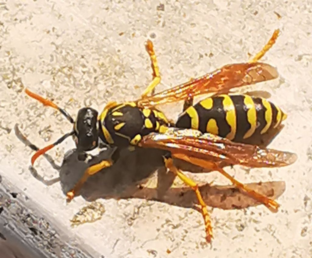 Polistes sp.? S !