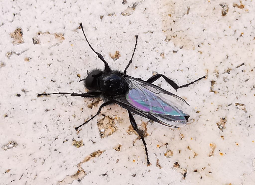 Bibionidae:  Bibio marci (cfr.), maschio