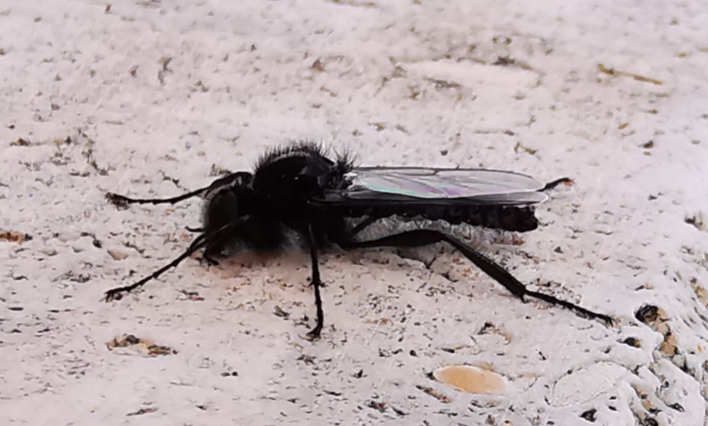Bibionidae:  Bibio marci (cfr.), maschio
