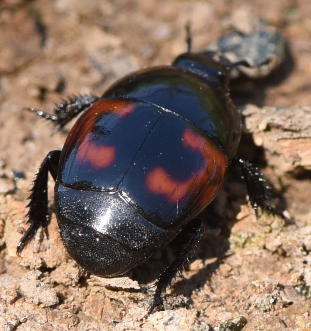 Histeridae: Hister quadrimaculatus? S.