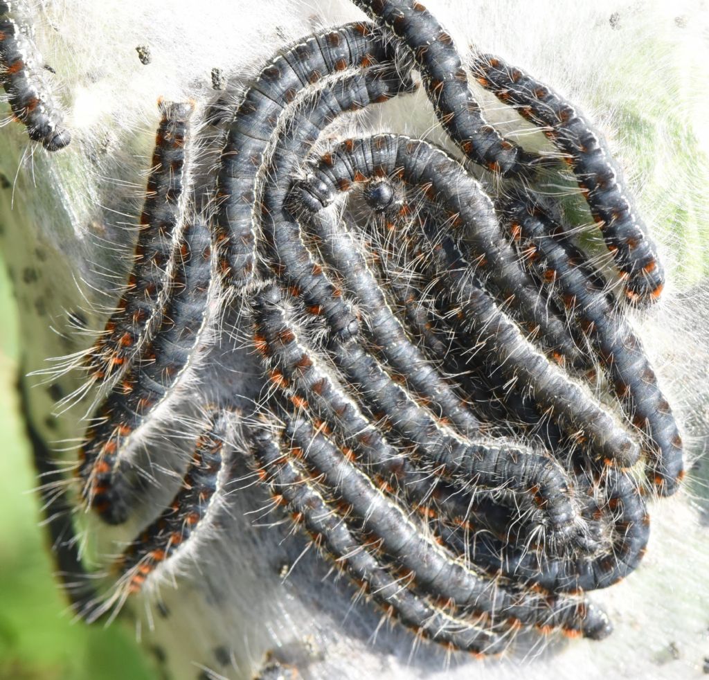 Bruchi in nido da determinare: Eriogaster (Eriogaster) lanestris - Lasiocampidae