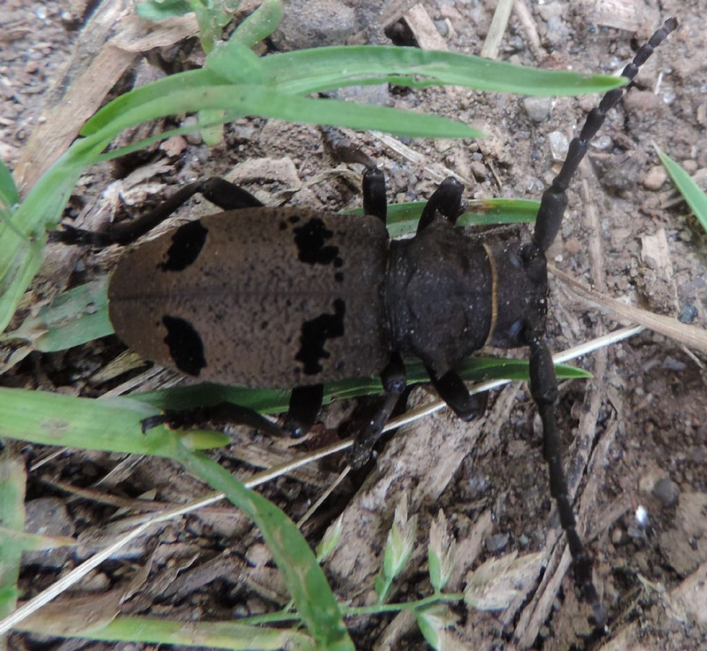 Cerambycidae: Herophila tristis? S.