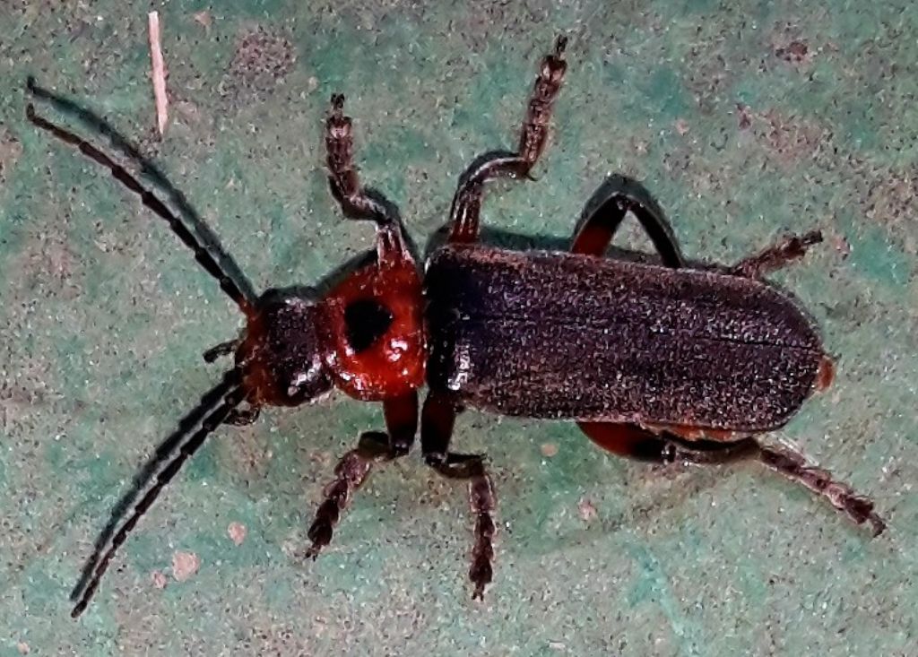 Cantharis rustica?  S !