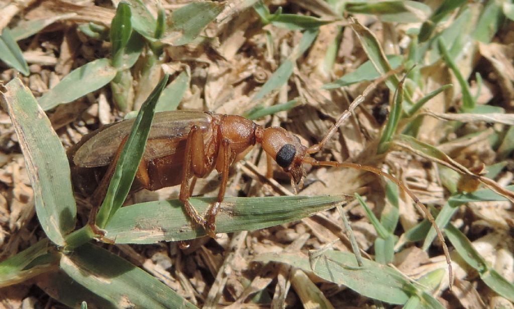 Vesperidae: Vesperus luridus ? S, femmina