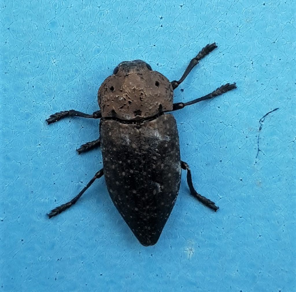 Buprestidae:  Capnodis...?  Capnodis tenebricosa