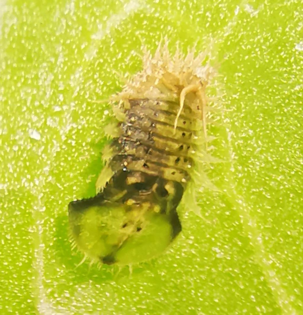 Chrysomelidae: pupa di Cassida sp.