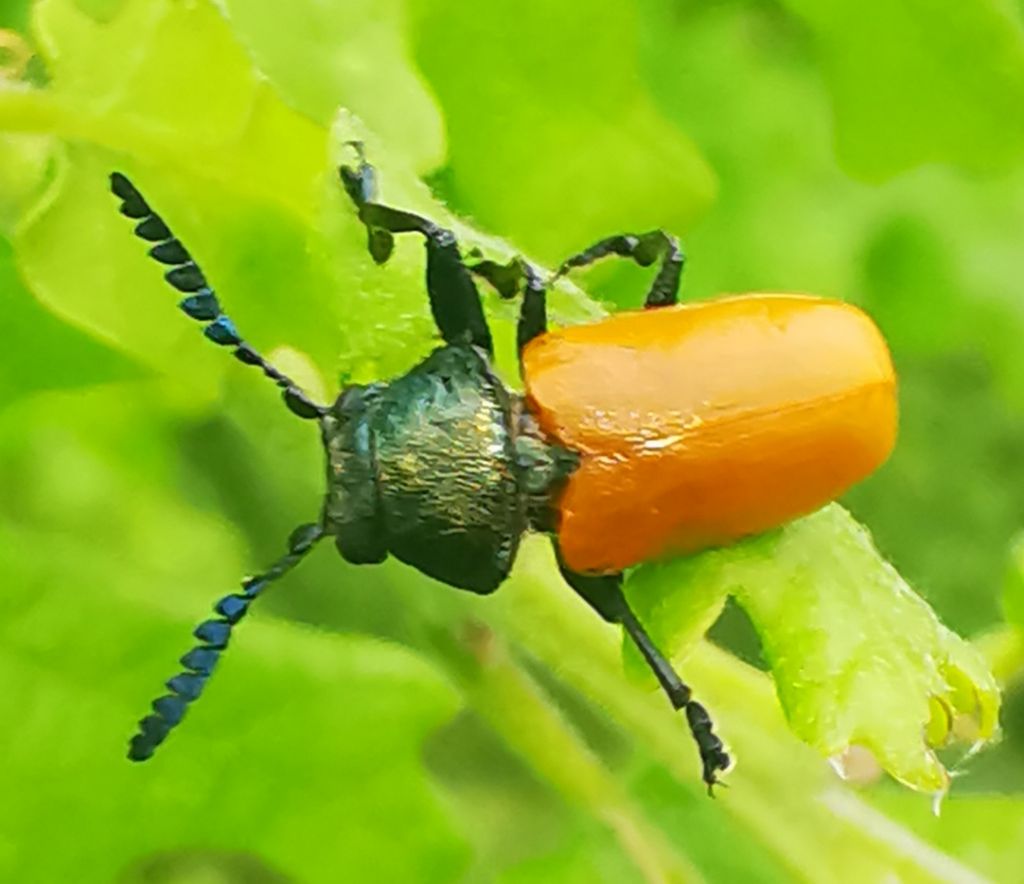 Crysomelidae: Labidostomis aff. taxicornis