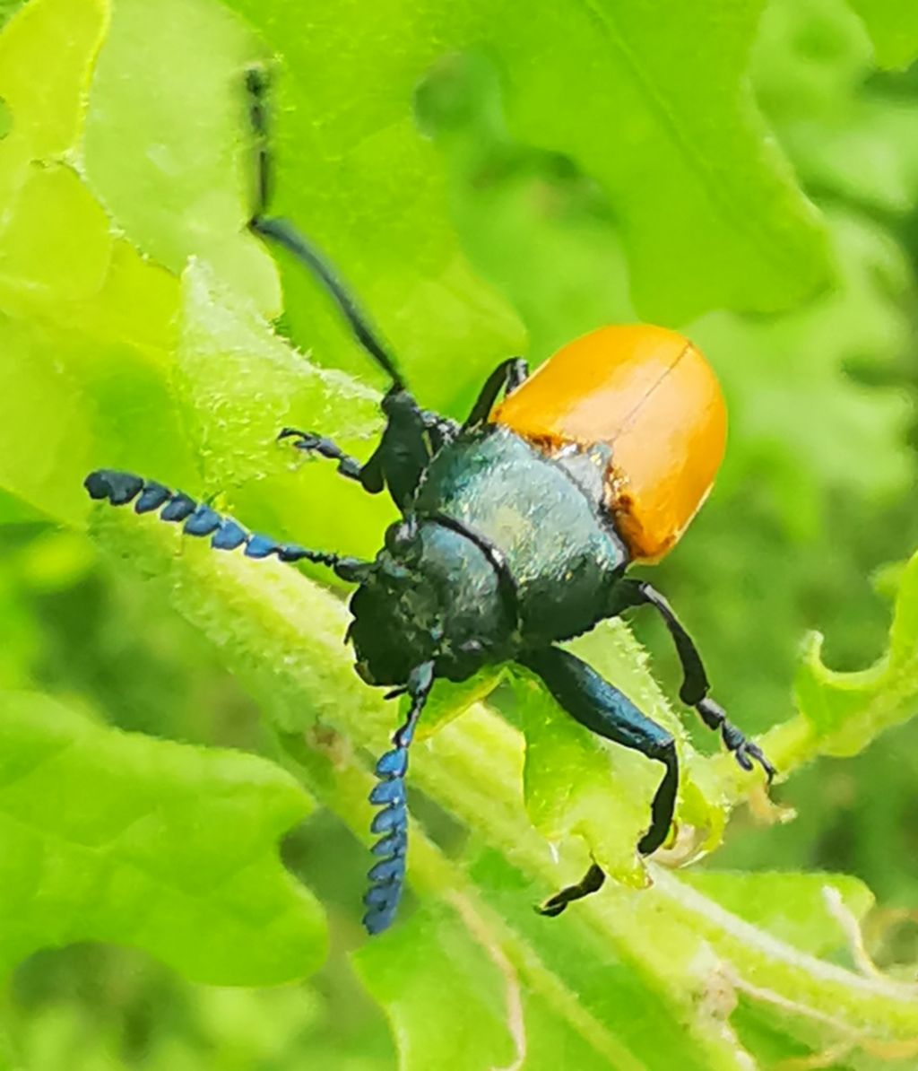 Crysomelidae: Labidostomis aff. taxicornis