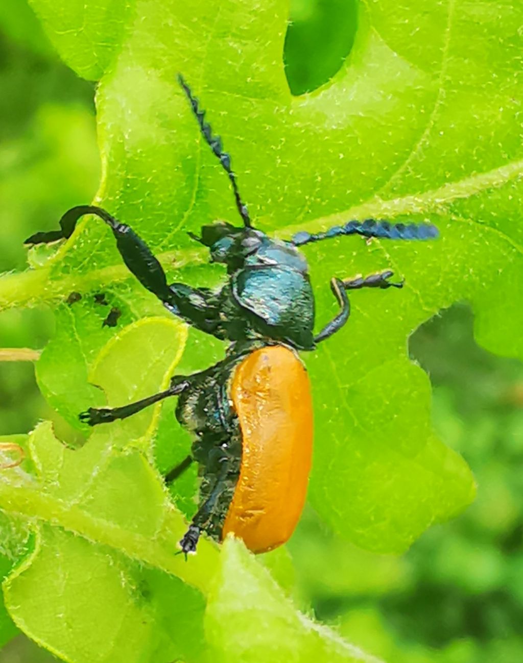 Crysomelidae: Labidostomis aff. taxicornis