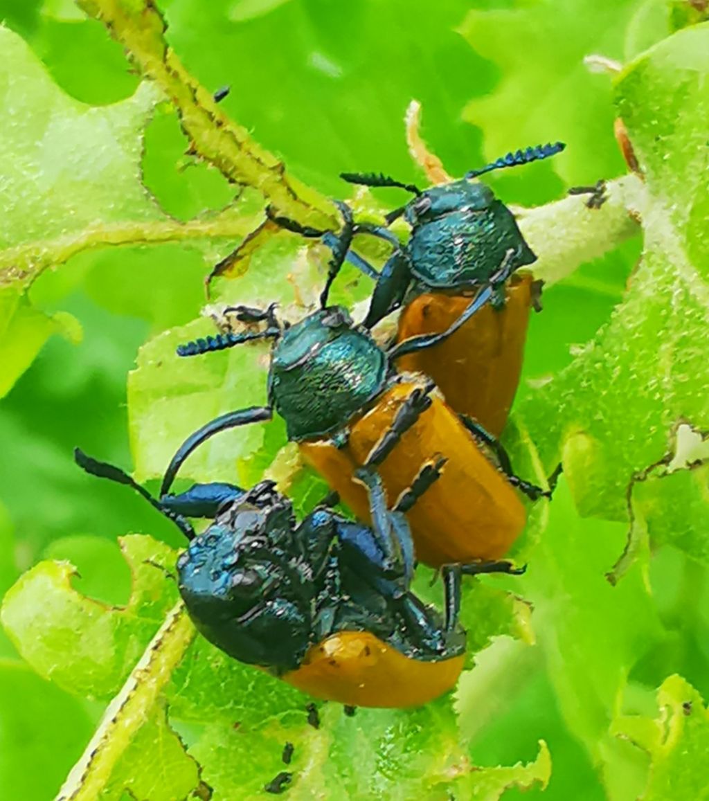 Crysomelidae: Labidostomis aff. taxicornis