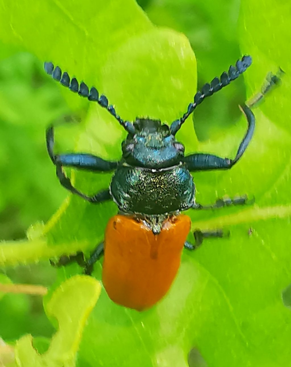 Crysomelidae: Labidostomis aff. taxicornis
