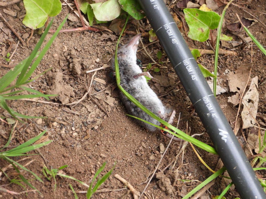 Crocidura? S, Crocidura cfr. suaveolens