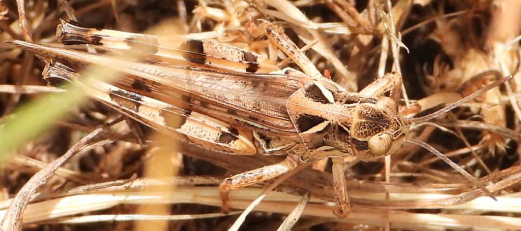 Dociostaurus maroccanus