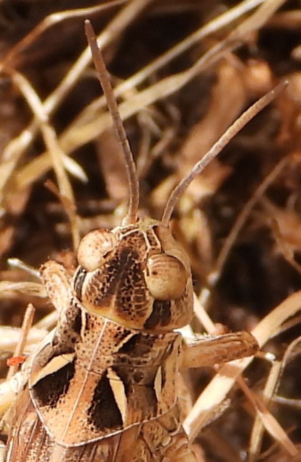 Dociostaurus maroccanus