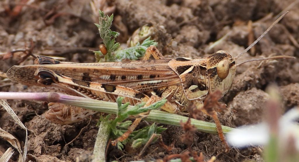 Dociostaurus maroccanus