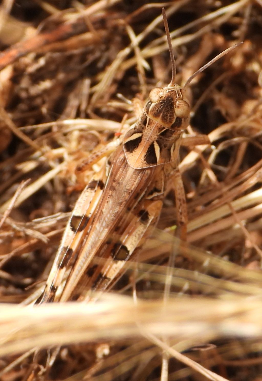 Dociostaurus maroccanus