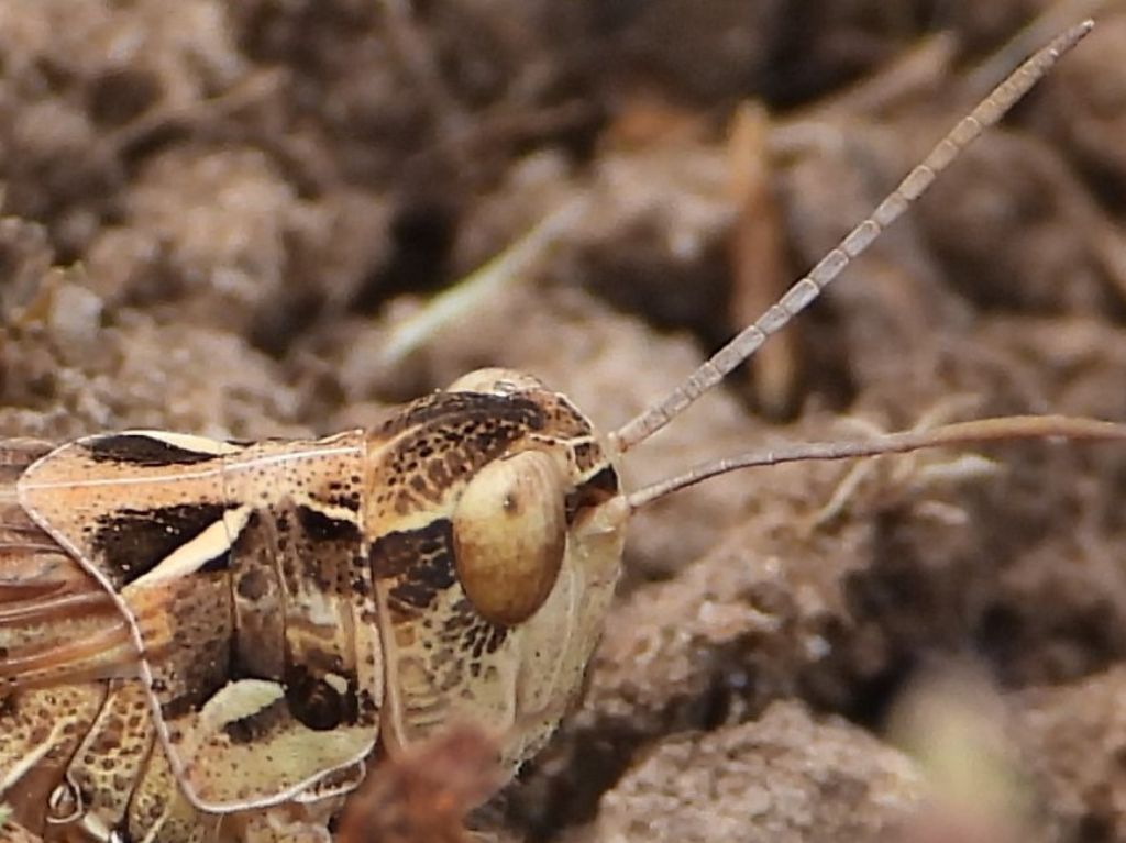 Dociostaurus maroccanus