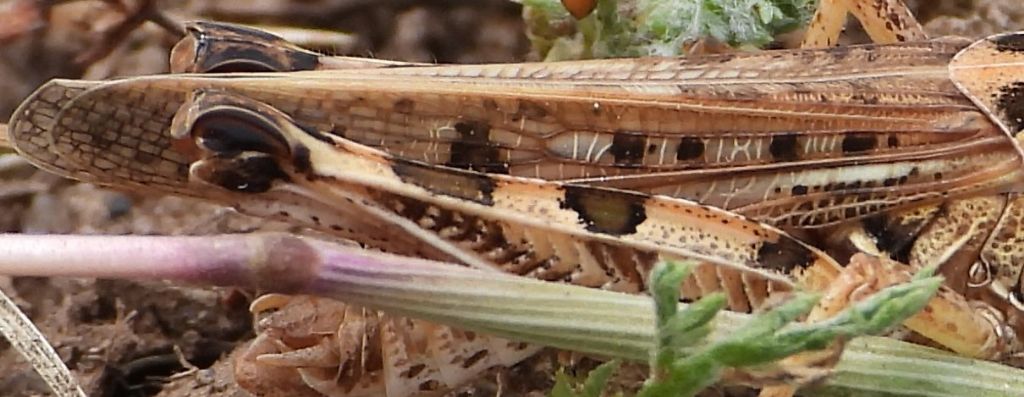 Dociostaurus maroccanus
