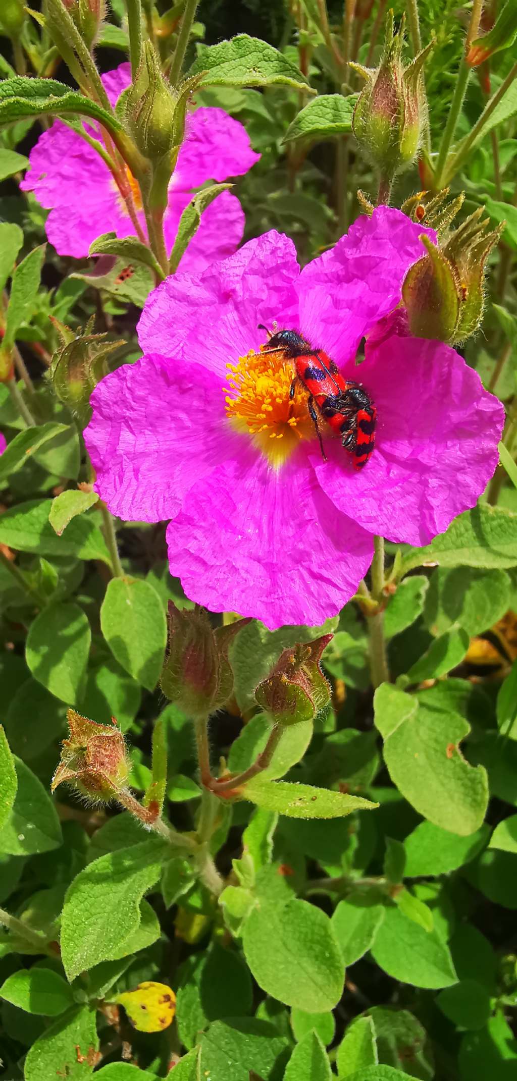 Trichodes alvearius