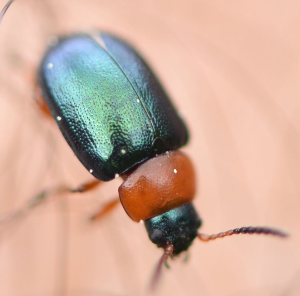 Chrysomelidae: Gastrophysa polygoni? S.