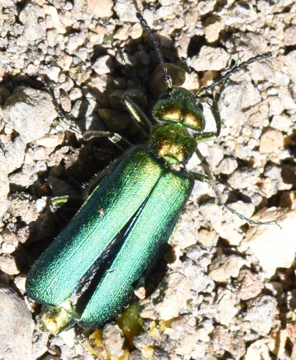 Meloidae: Lytta vesicatoria? S.