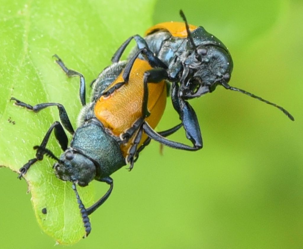 Crysomelidae: Labidostomis aff. taxicornis