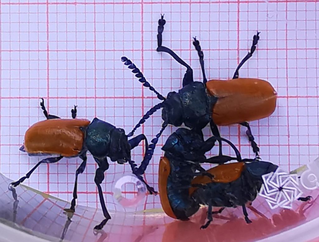 Crysomelidae: Labidostomis aff. taxicornis