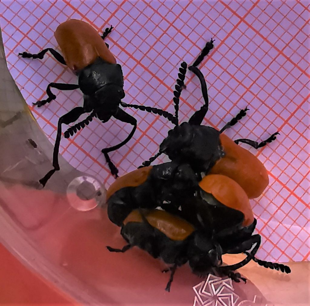 Crysomelidae: Labidostomis aff. taxicornis